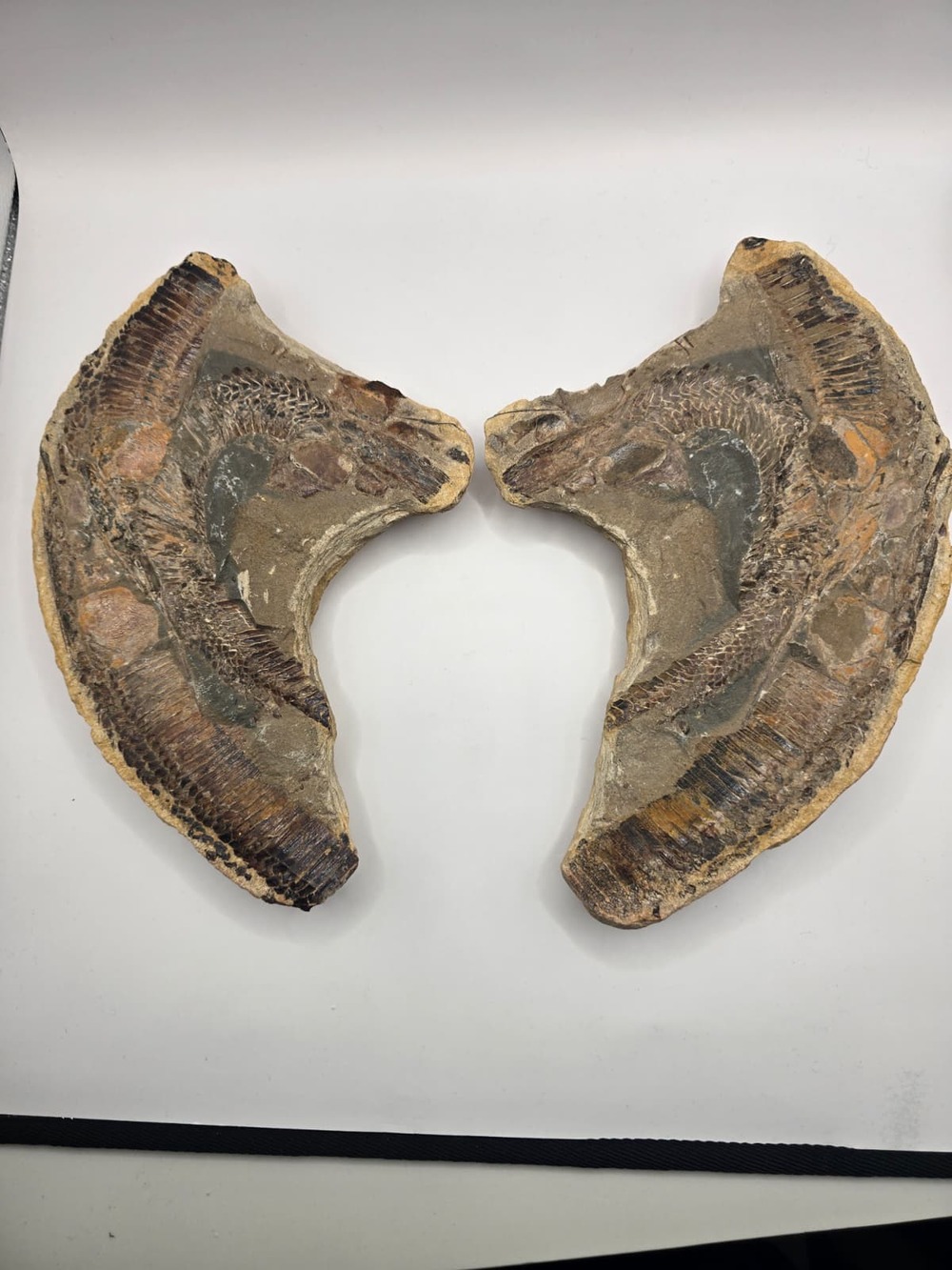 Vinctifer comptoni Fossil Fish – Split Pair Slab, Brazil – 9.5" Specimen